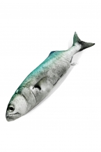 Forest Green/Slate Grey